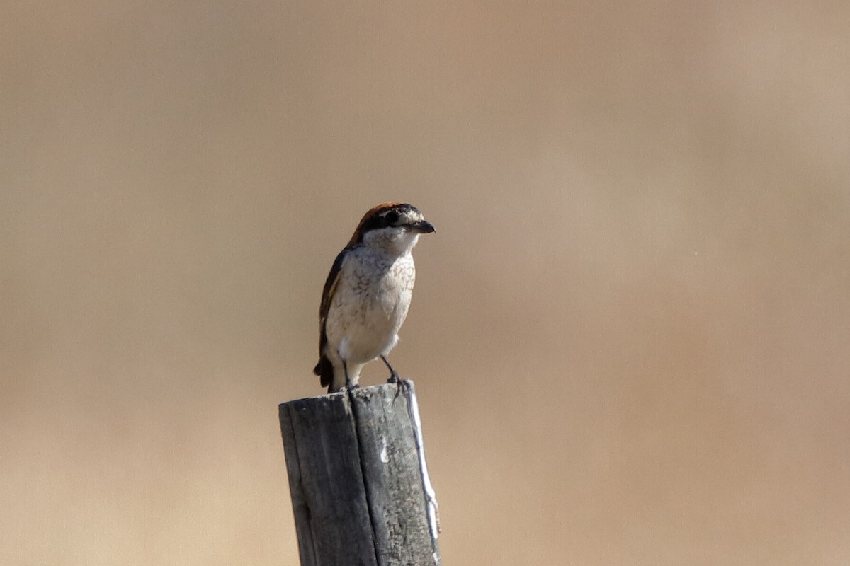 Woodchat Shrike - Holger Teichmann