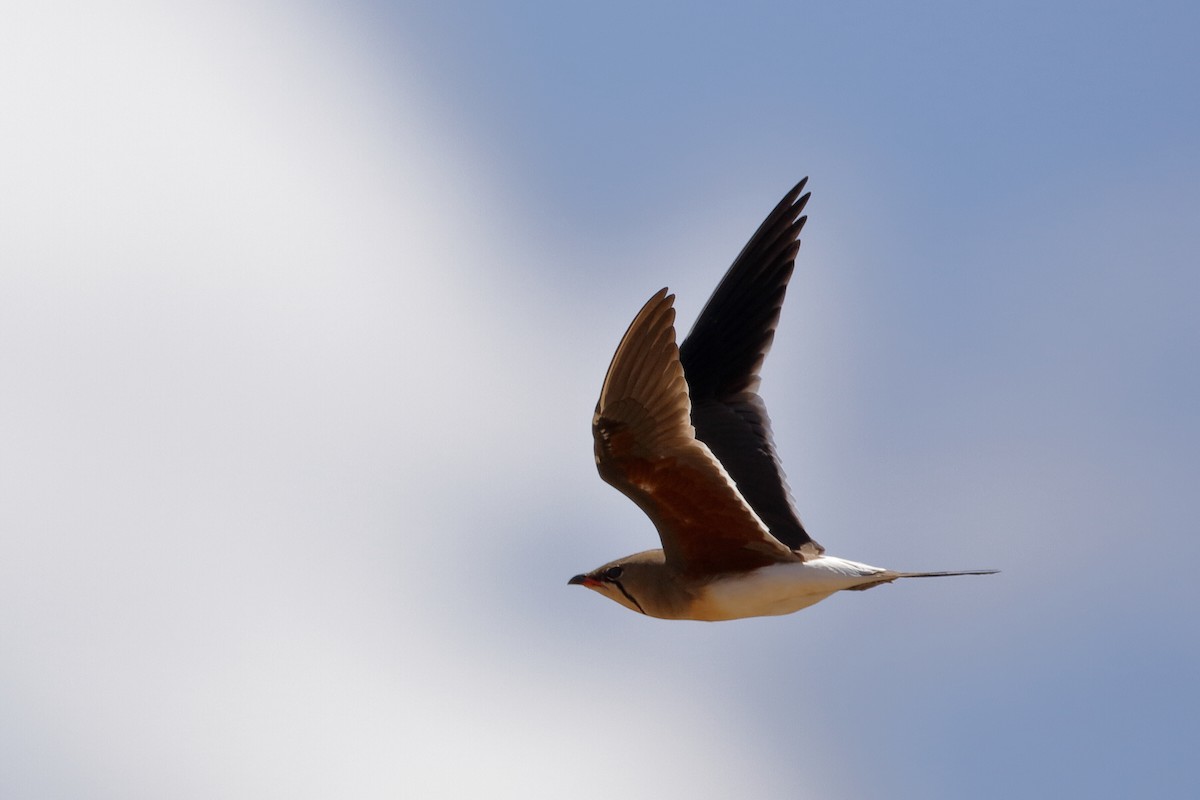 Collared Pratincole - Holger Teichmann