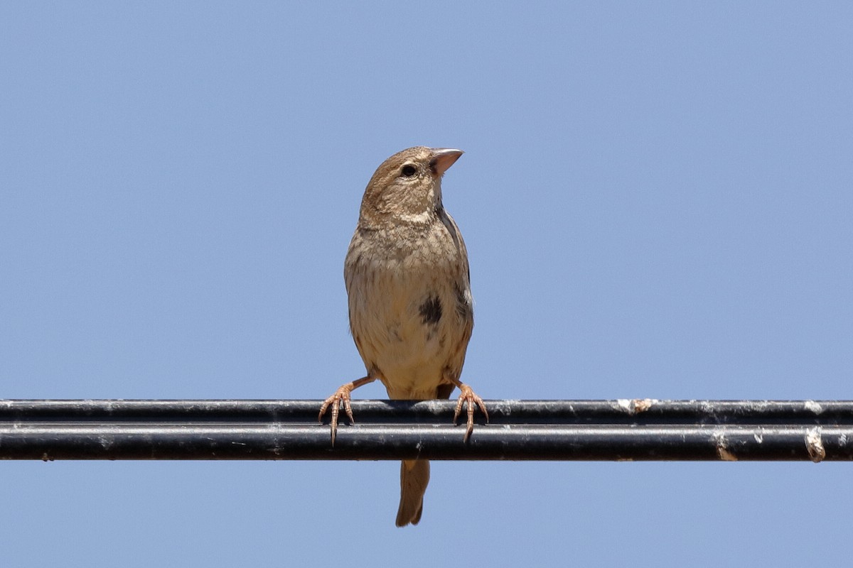 Spanish Sparrow - Holger Teichmann