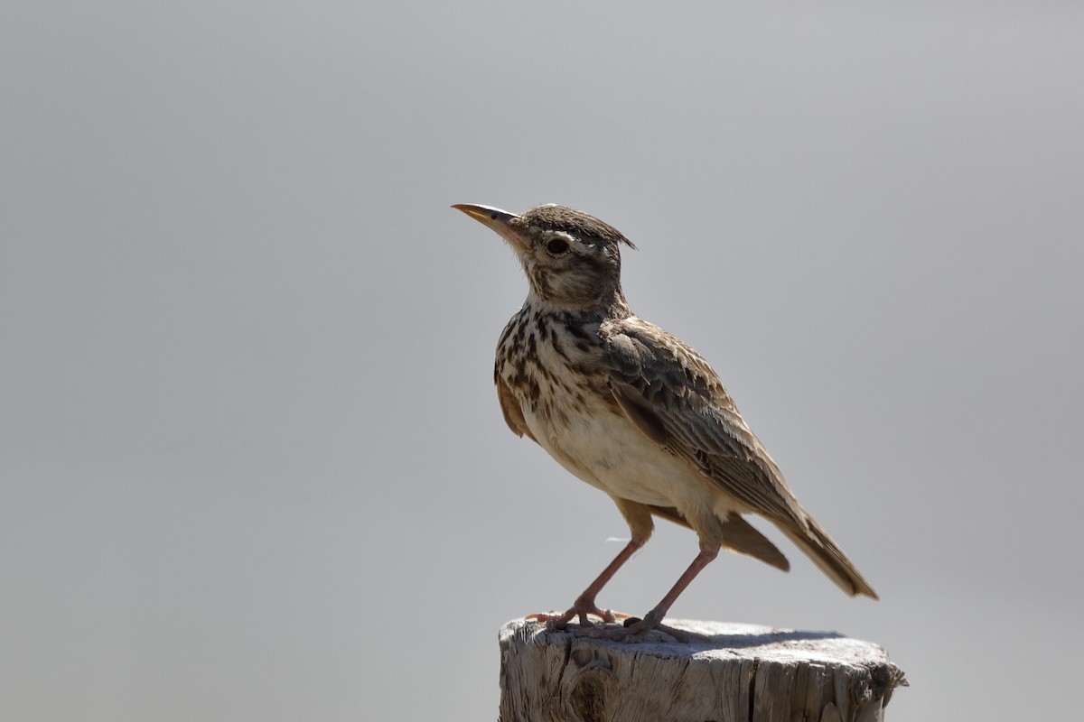 Crested Lark - Holger Teichmann