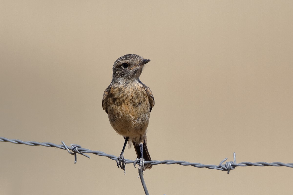 European Stonechat - ML204289521