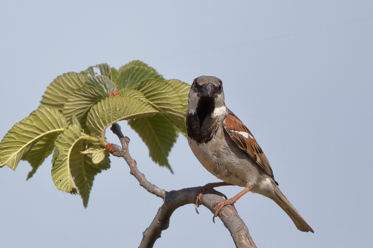 House Sparrow - ML204289531