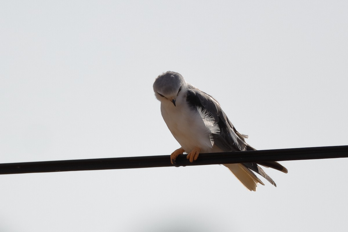 Black-winged Kite - ML204289541