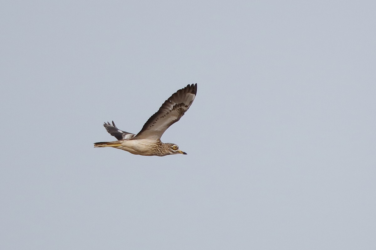 Eurasian Thick-knee - ML204289661