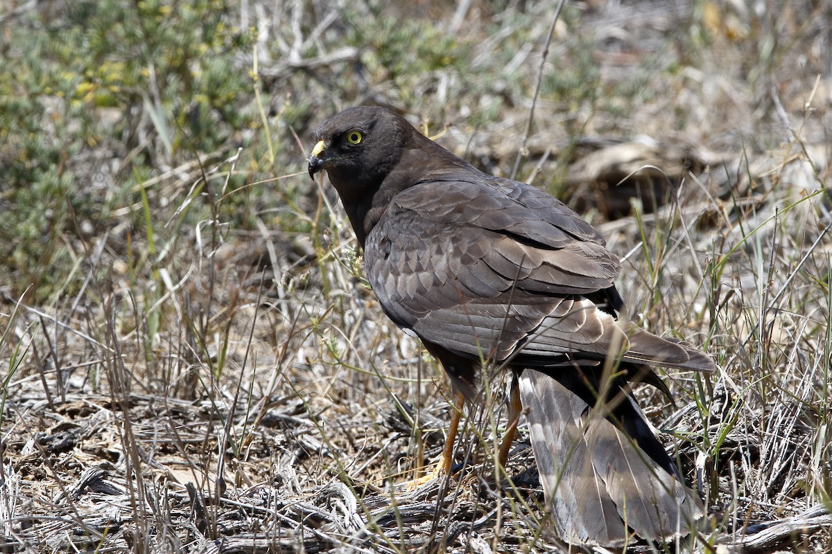 Black Harrier - ML204290181