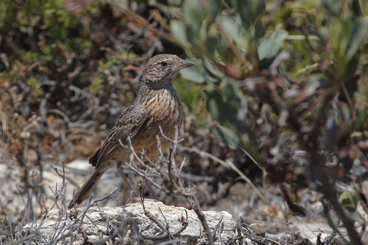 Cape Clapper Lark (Cape) - Holger Teichmann