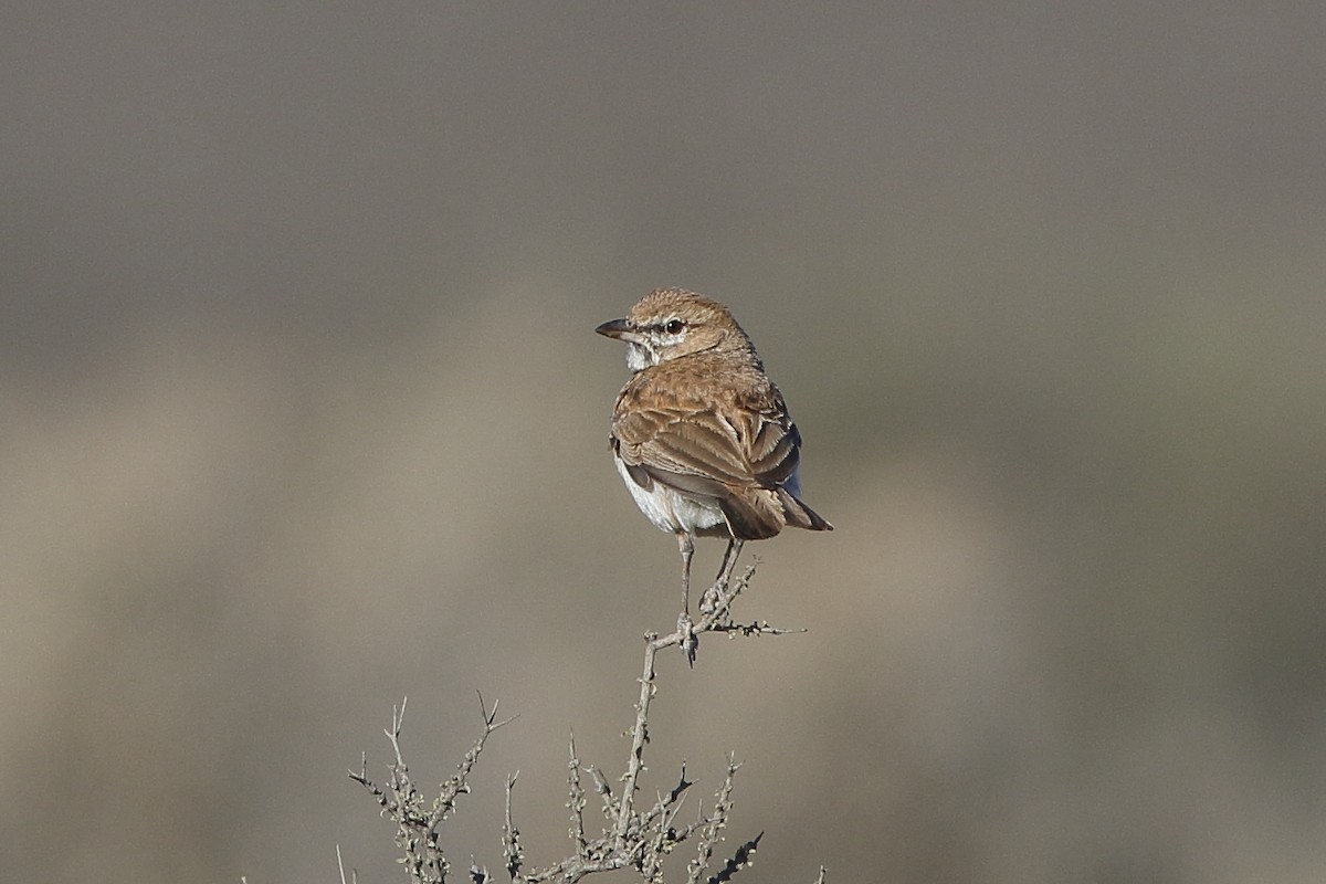 Red Lark - ML204290221