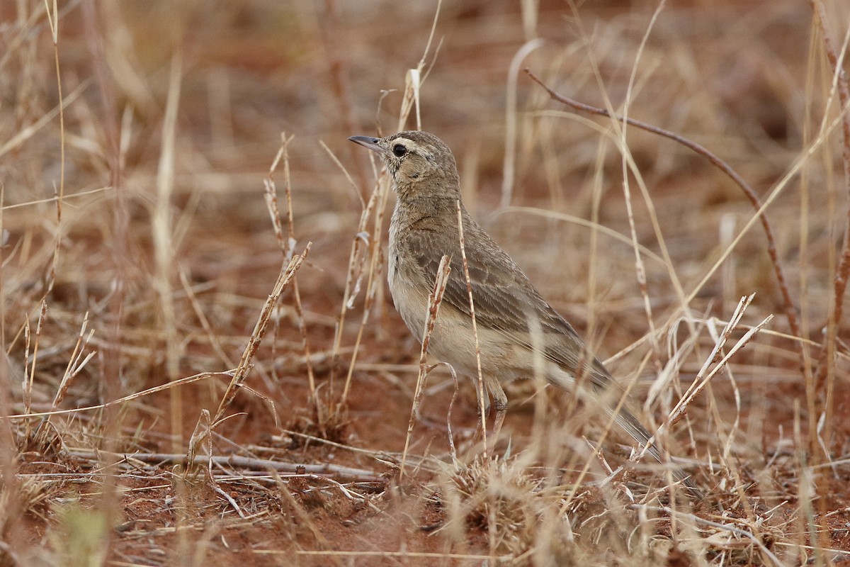 Buffy Pipit - Holger Teichmann