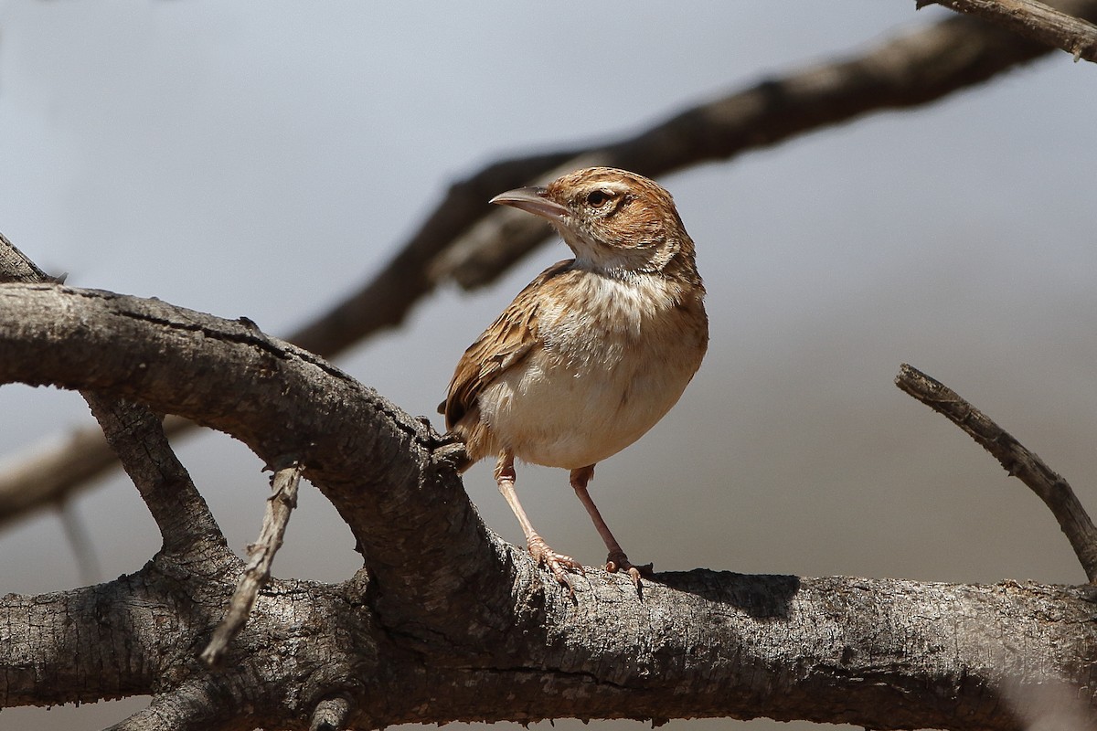 Alondra Leonada (grupo africanoides) - ML204290341