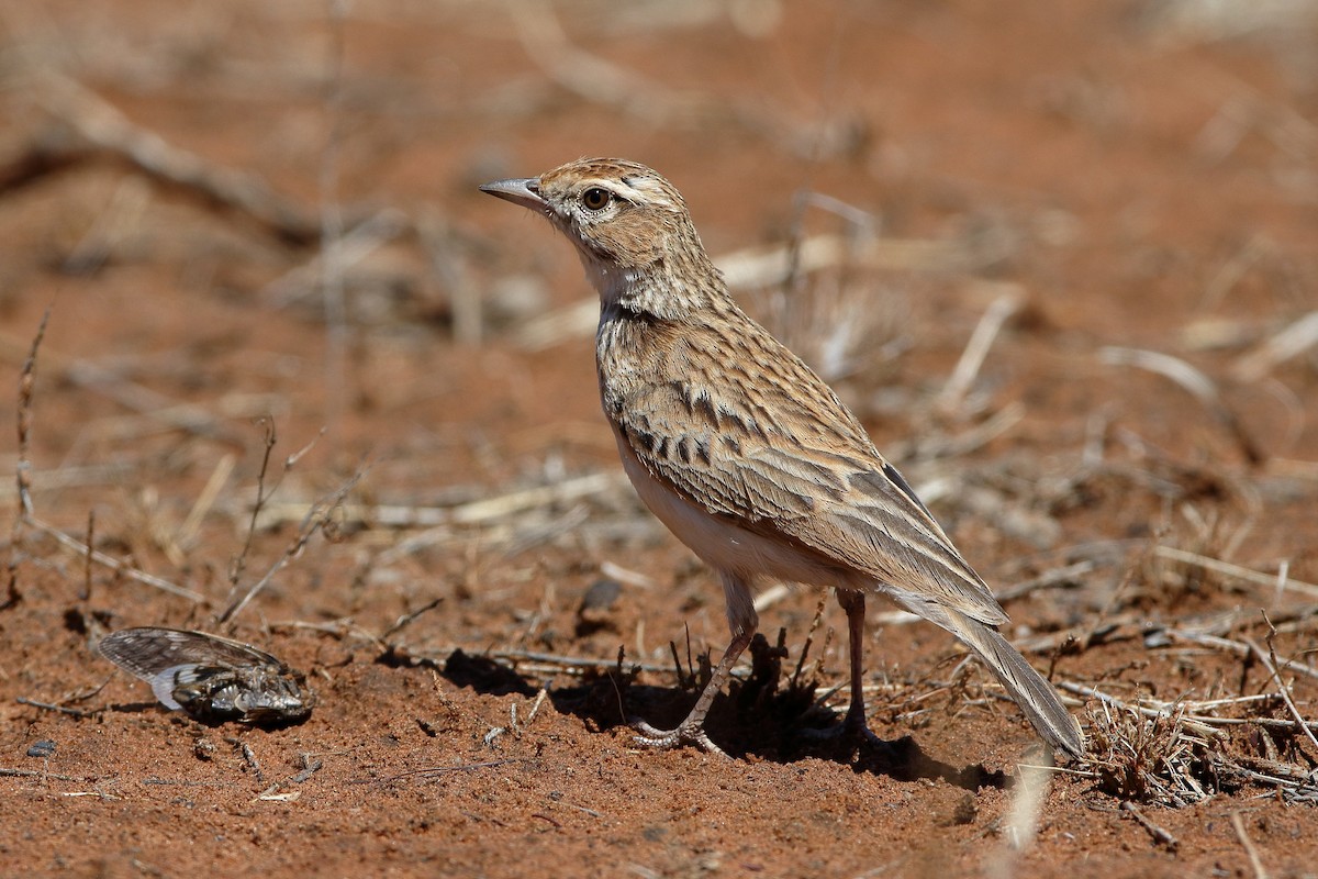 Fawn-colored Lark (Fawn-colored) - Holger Teichmann