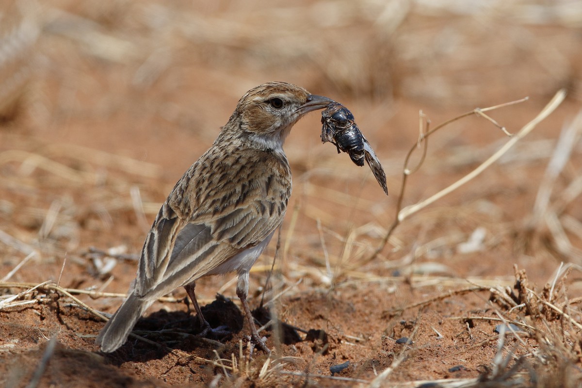 Fawn-colored Lark (Fawn-colored) - ML204290361