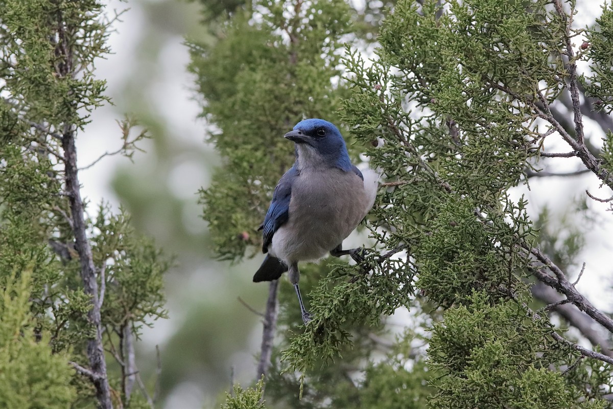 Mexican Jay - ML204290801