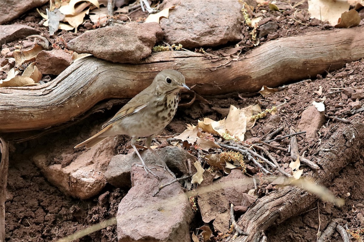 Hermit Thrush - ML204290831