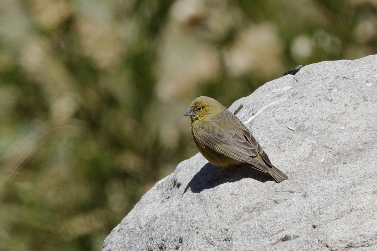 Greenish Yellow-Finch - Holger Teichmann