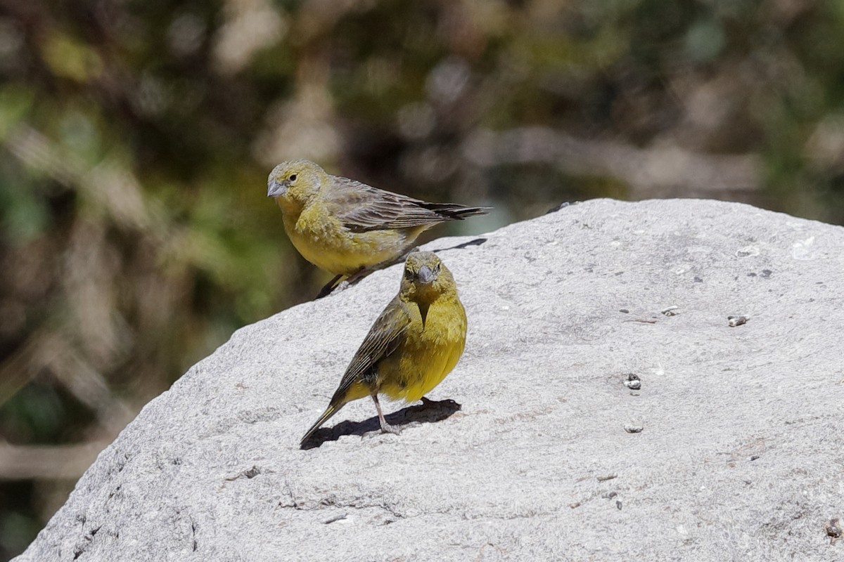 Greenish Yellow-Finch - Holger Teichmann