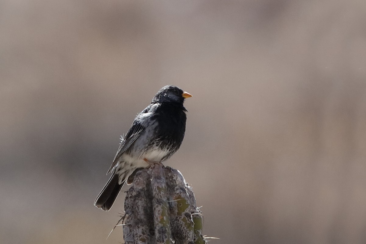 Mourning Sierra Finch - Holger Teichmann