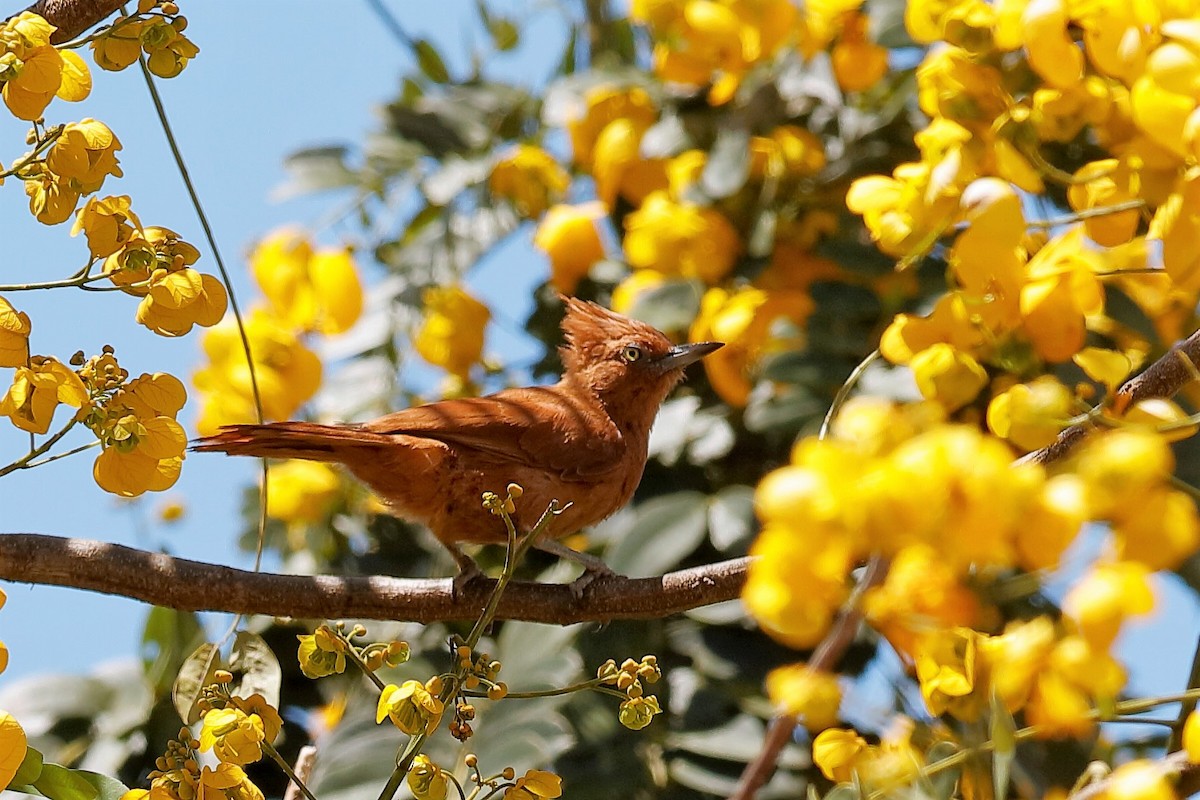 Caatinga Cacholote - Holger Teichmann