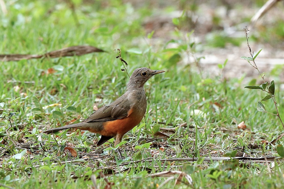 Rufous-bellied Thrush - ML204291821