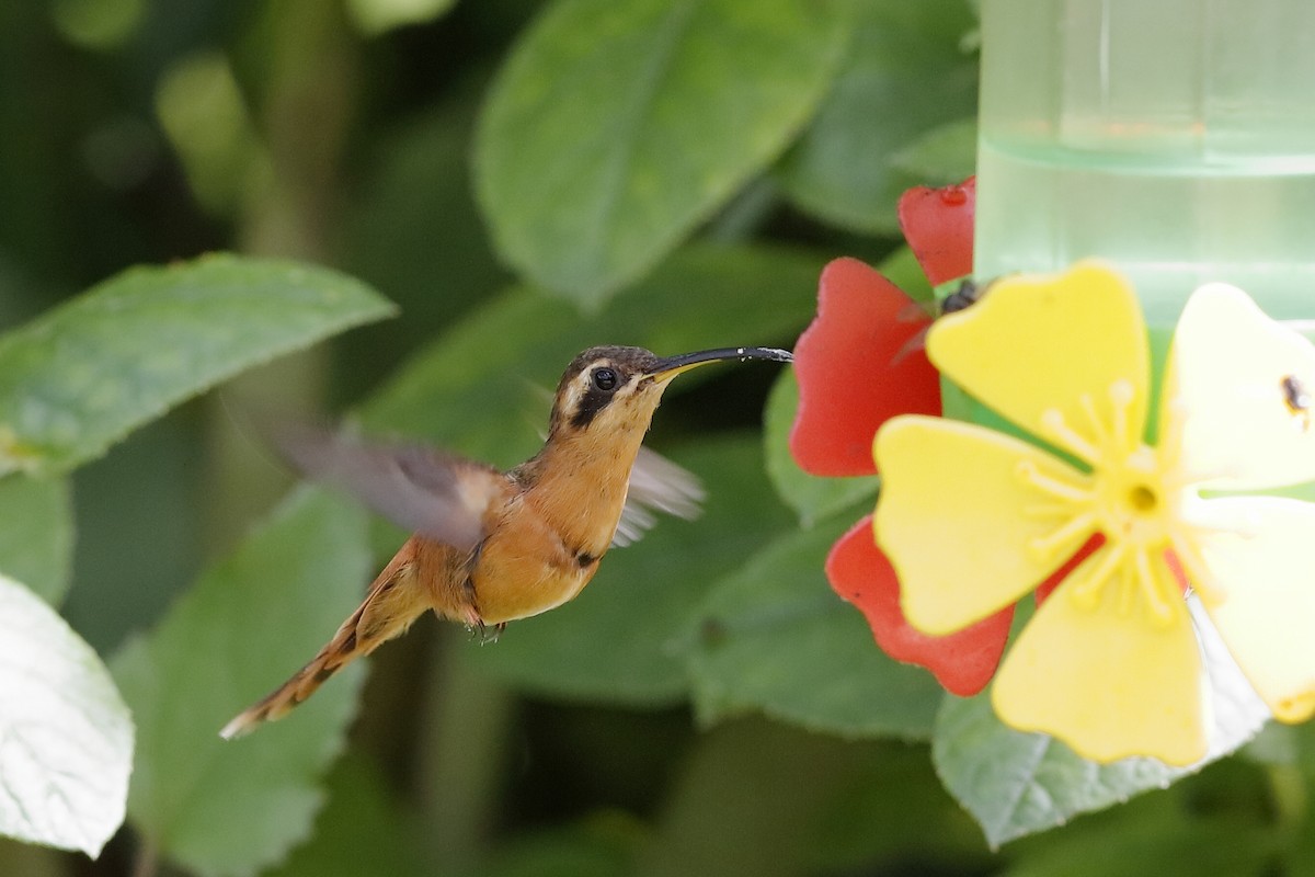 kolibřík malý - ML204291911