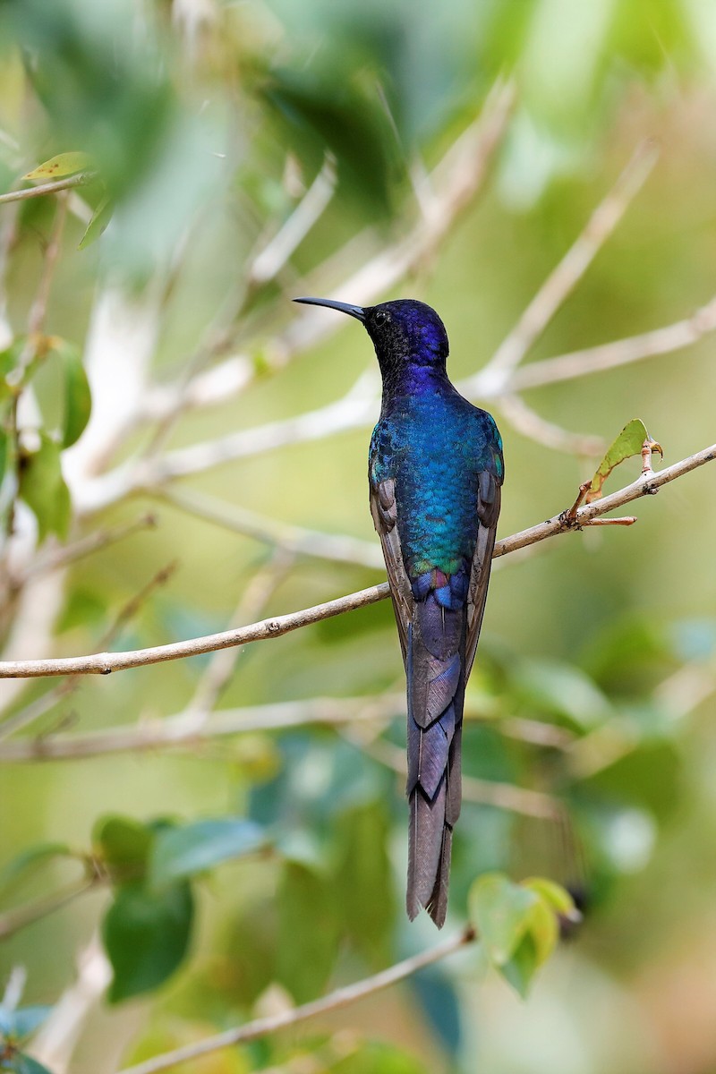 Swallow-tailed Hummingbird - ML204291931