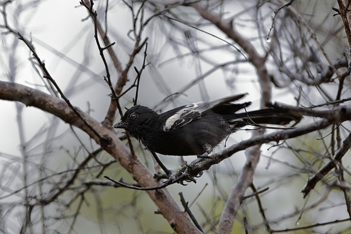 Mésange nègre - ML204292351