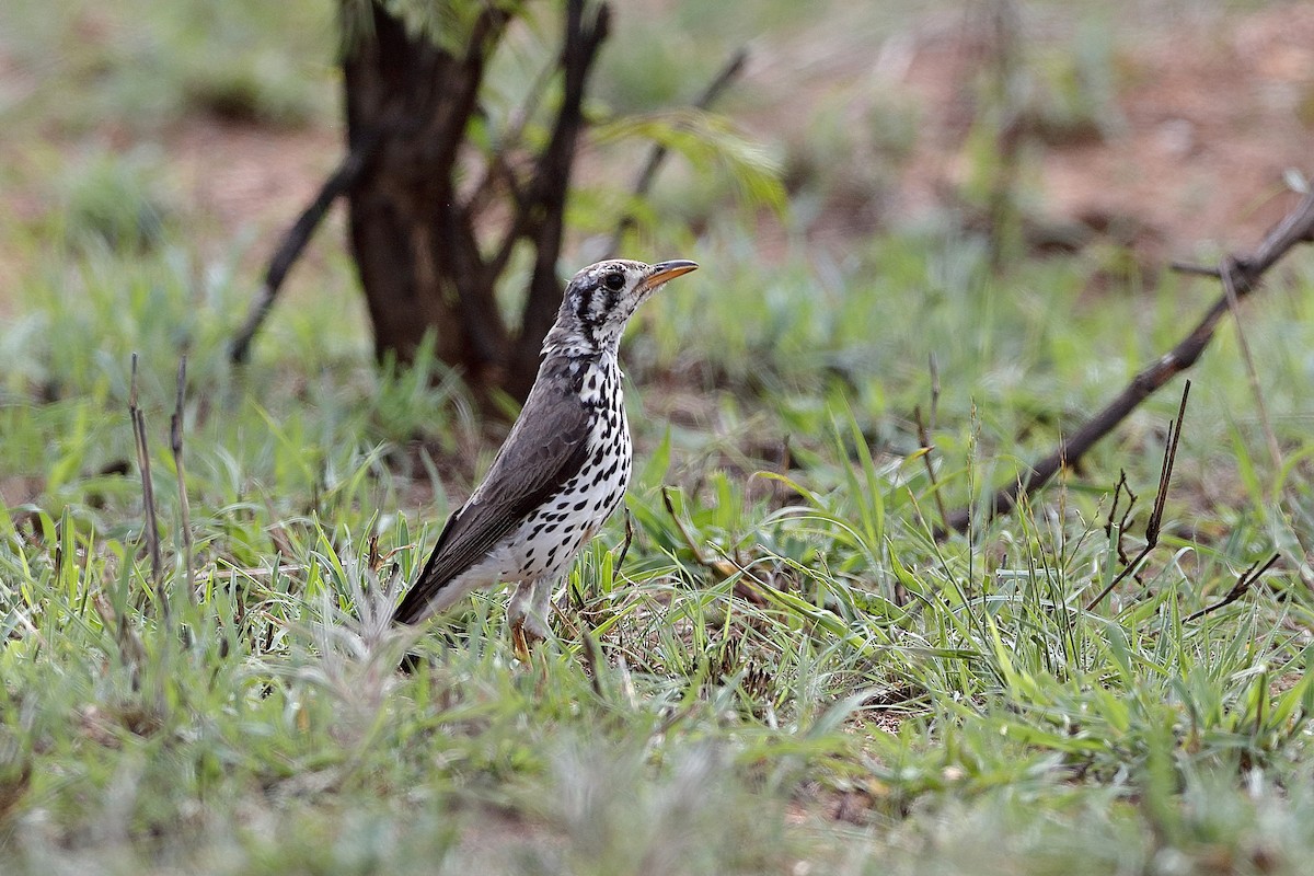 Groundscraper Thrush - ML204292501