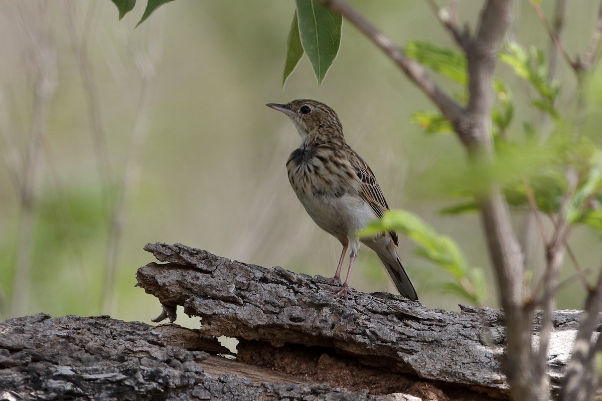 Bush Pipit - Holger Teichmann