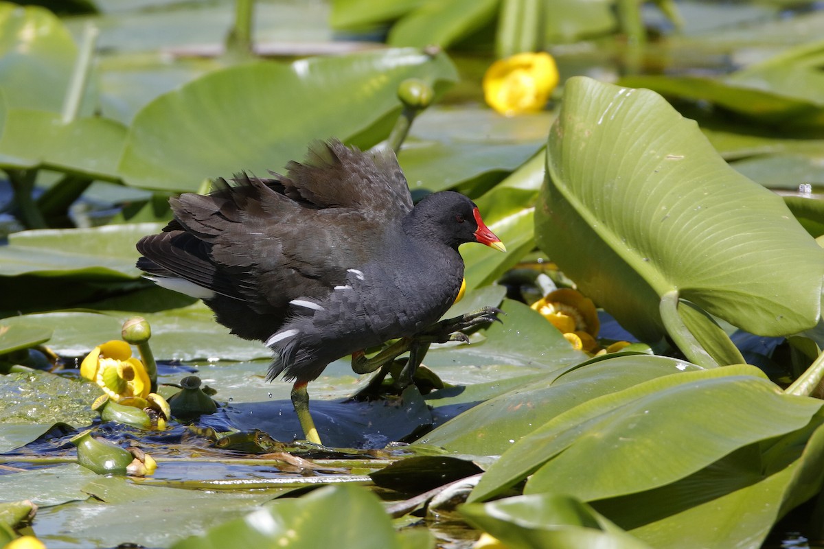 Eurasian Moorhen - Holger Teichmann