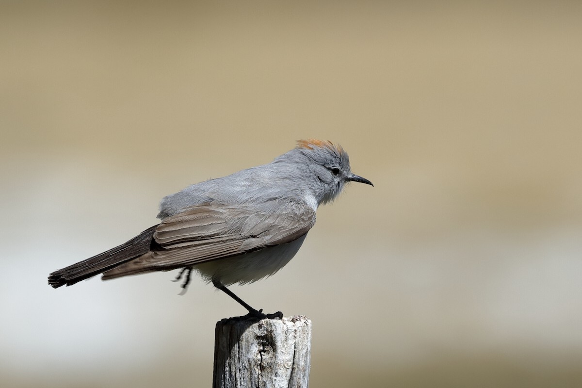 Rufous-naped Ground-Tyrant - Holger Teichmann