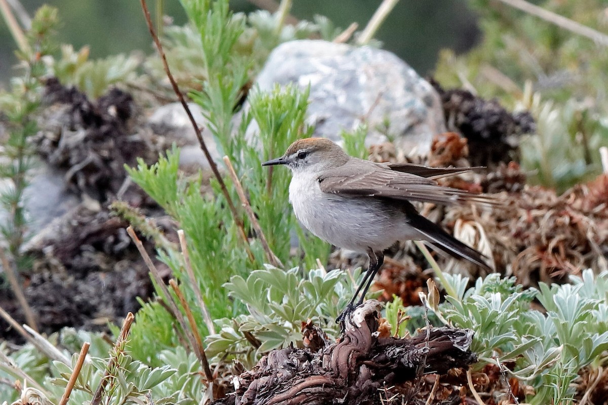 White-browed Ground-Tyrant - ML204293321