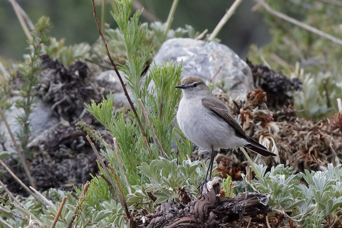 White-browed Ground-Tyrant - ML204293331