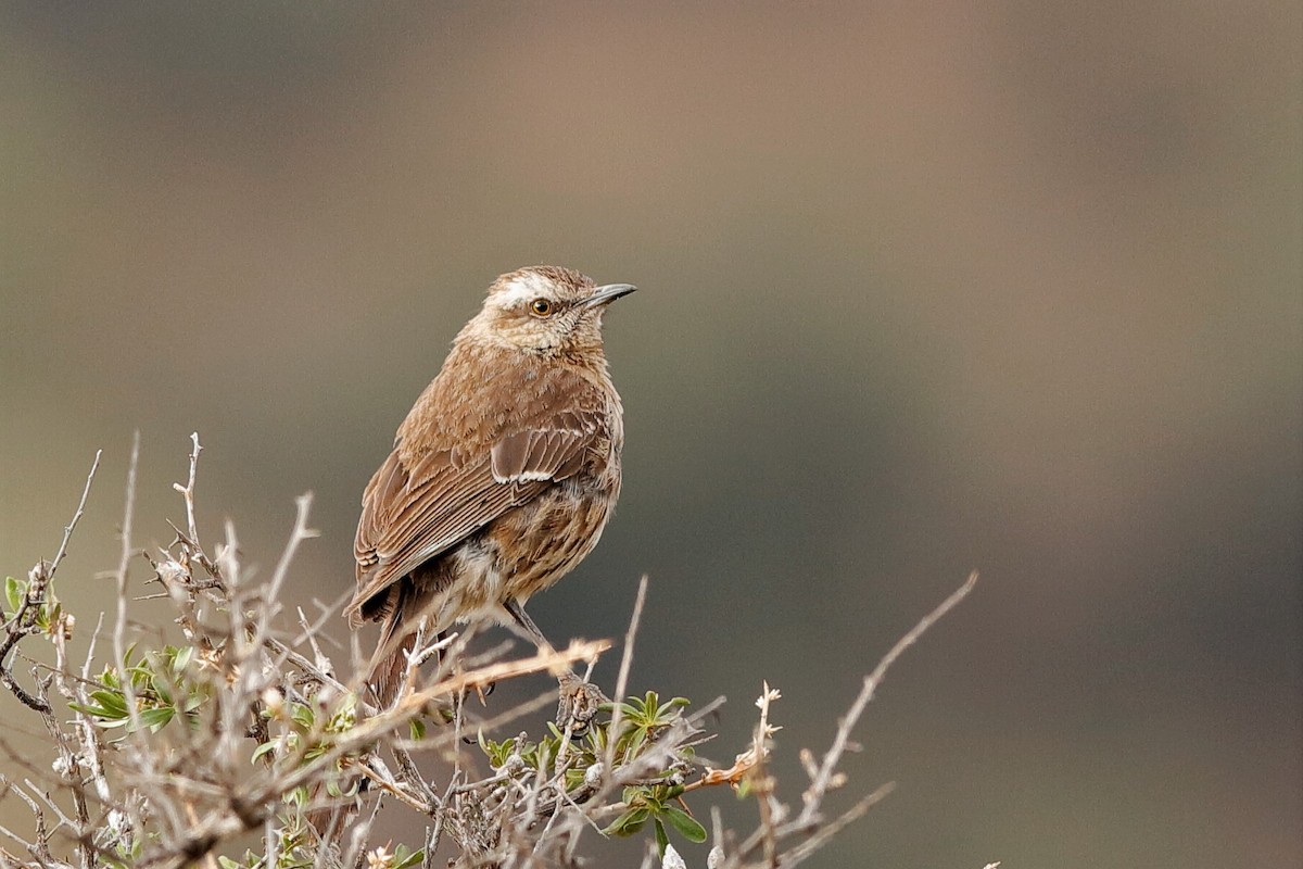 Chilean Mockingbird - ML204293461