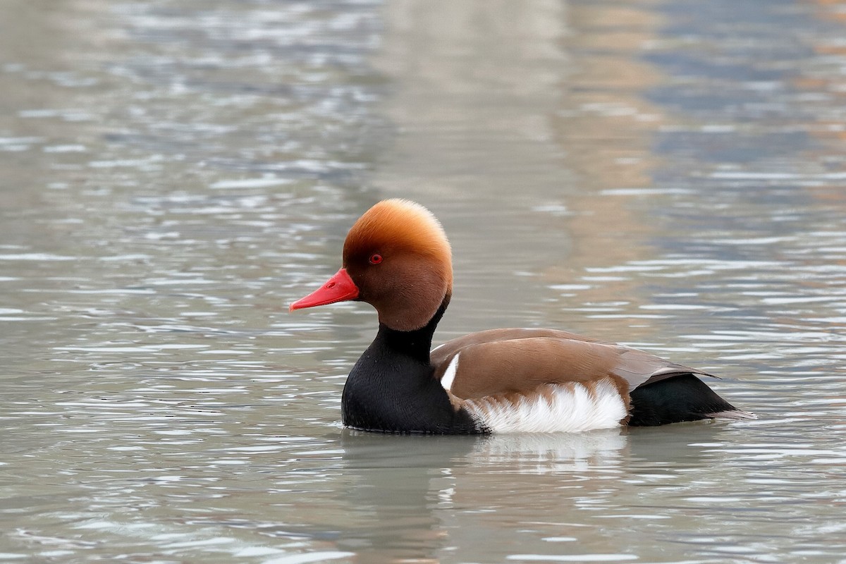 Red-crested Pochard - ML204294041