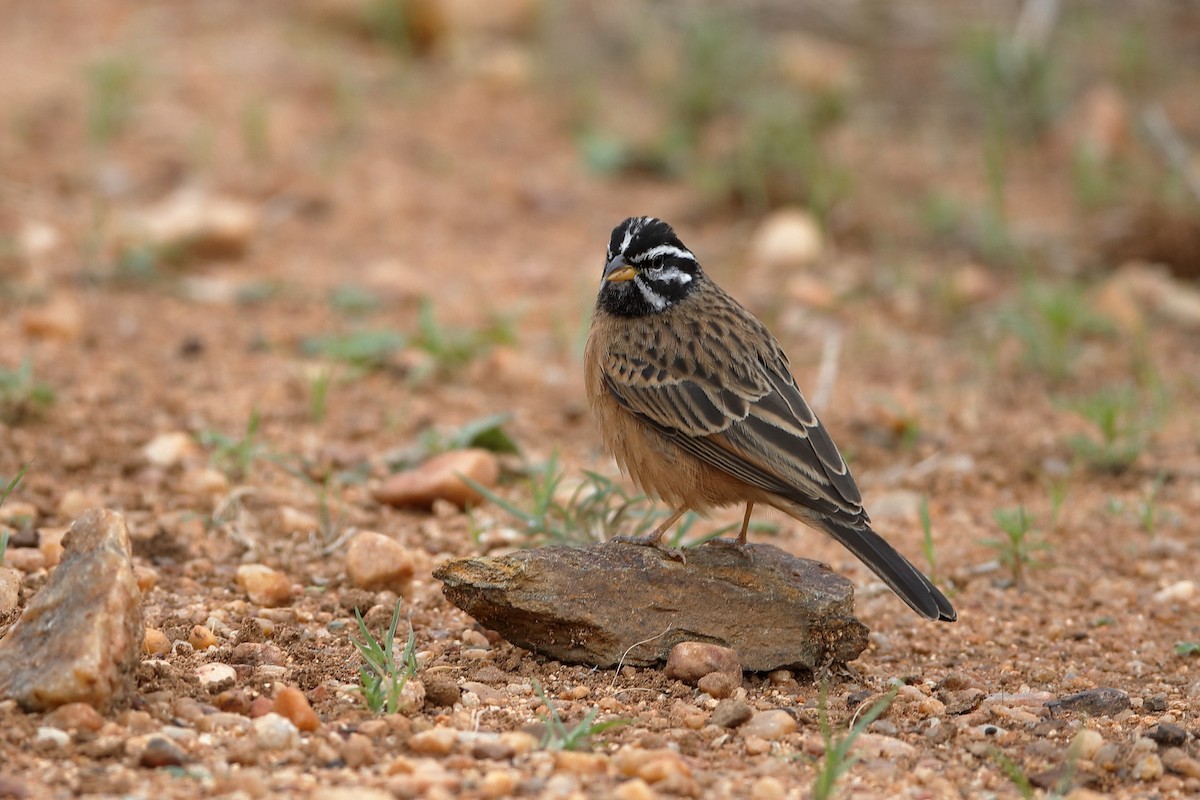 Cinnamon-breasted Bunting - ML204294271