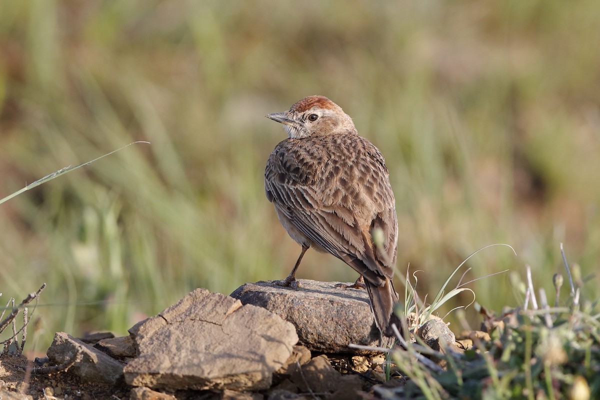 Red-capped Lark - ML204294331