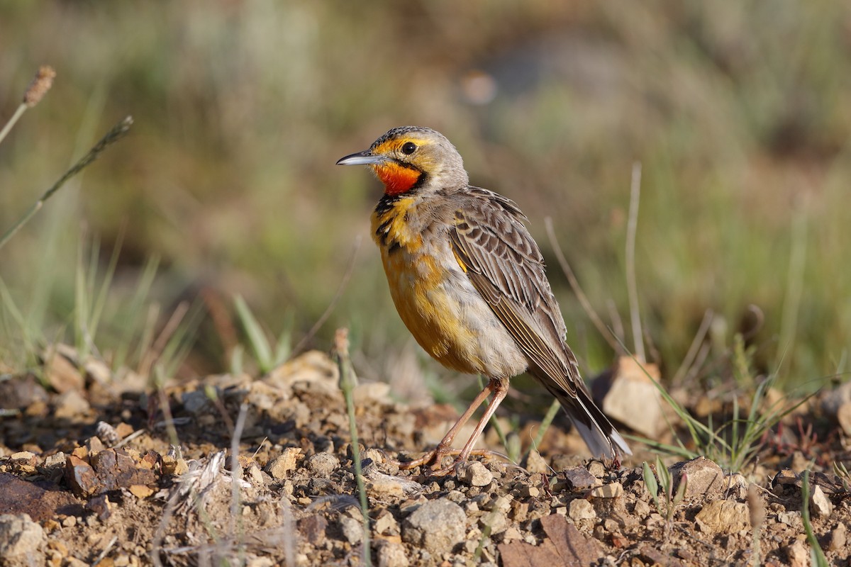 Orange-throated Longclaw - Holger Teichmann