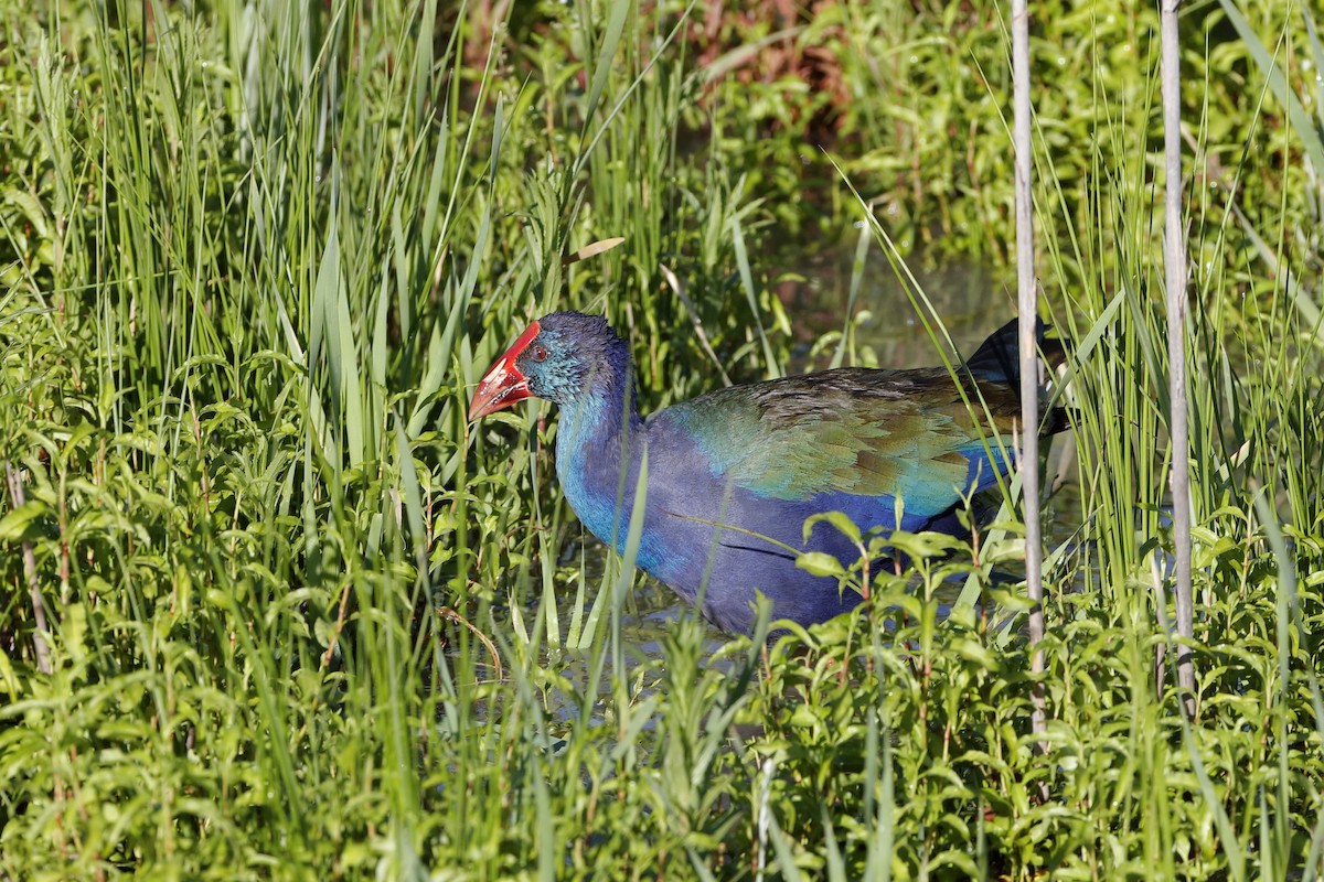 African Swamphen - ML204294671