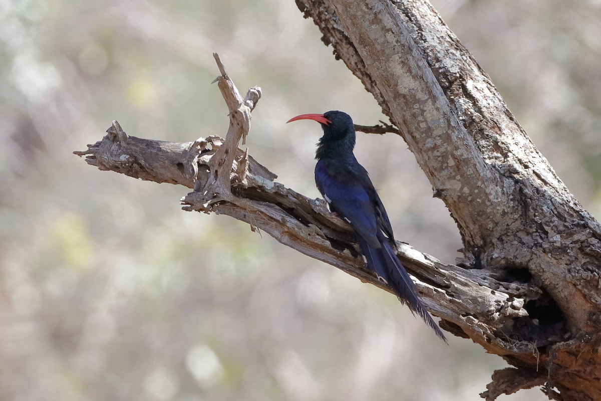 Green Woodhoopoe - ML204294721