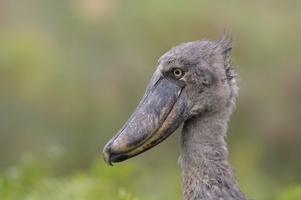 Shoebill - Holger Teichmann