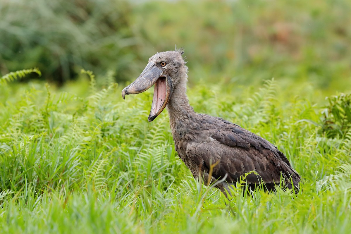 Shoebill - Holger Teichmann