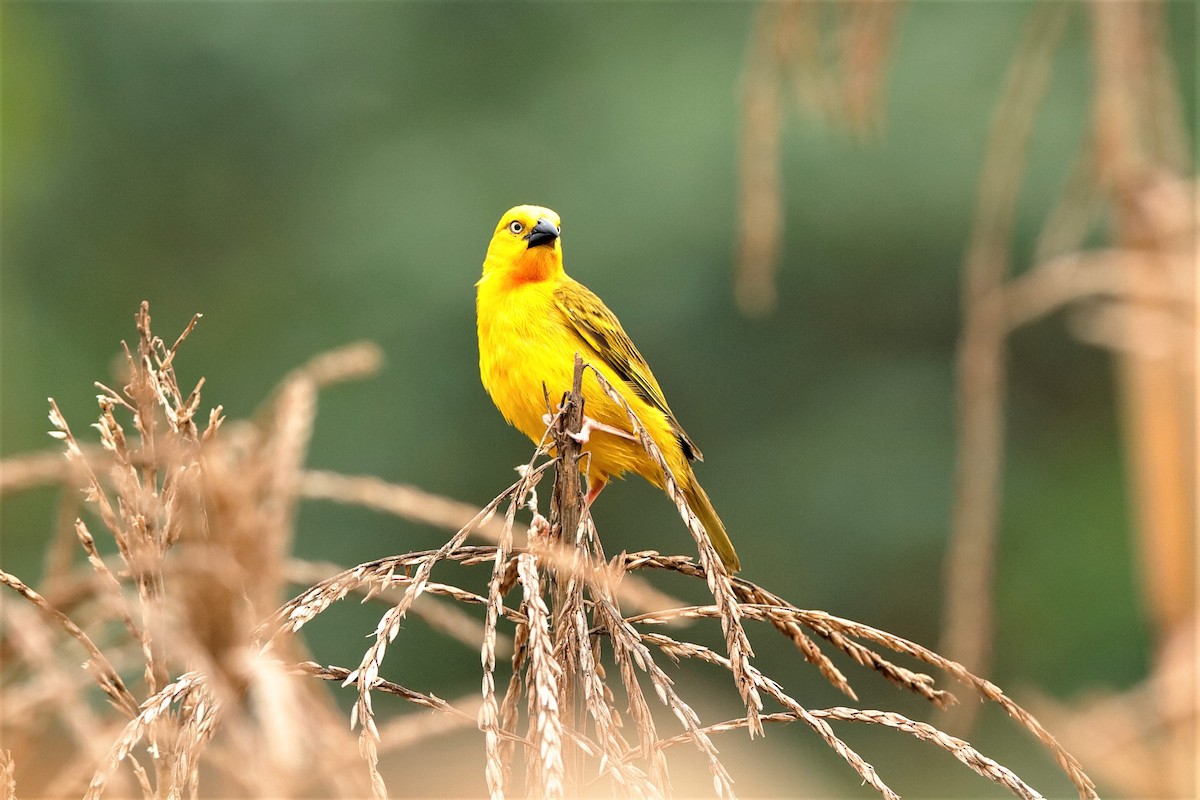 Holub's Golden-Weaver - ML204295061