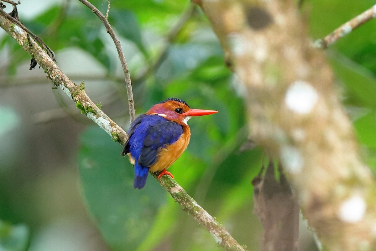 African Pygmy Kingfisher - ML204295071