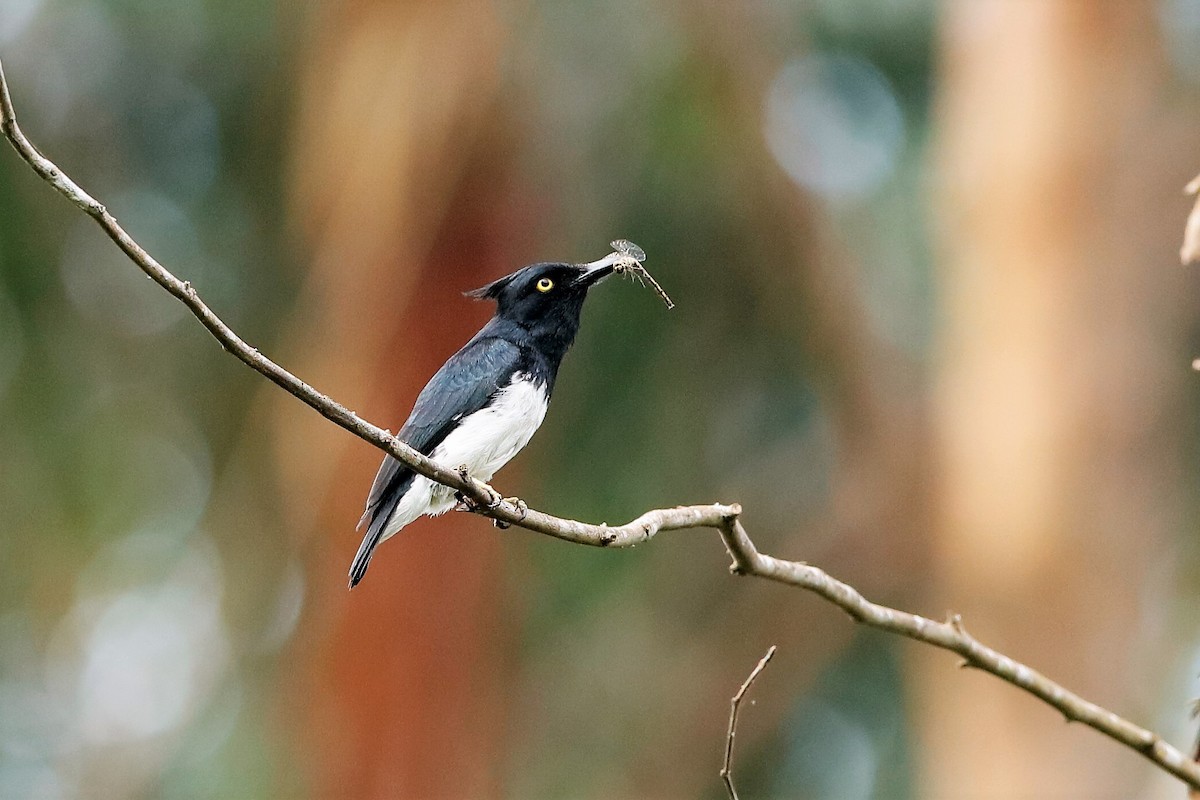 Black-and-white Shrike-flycatcher - Holger Teichmann