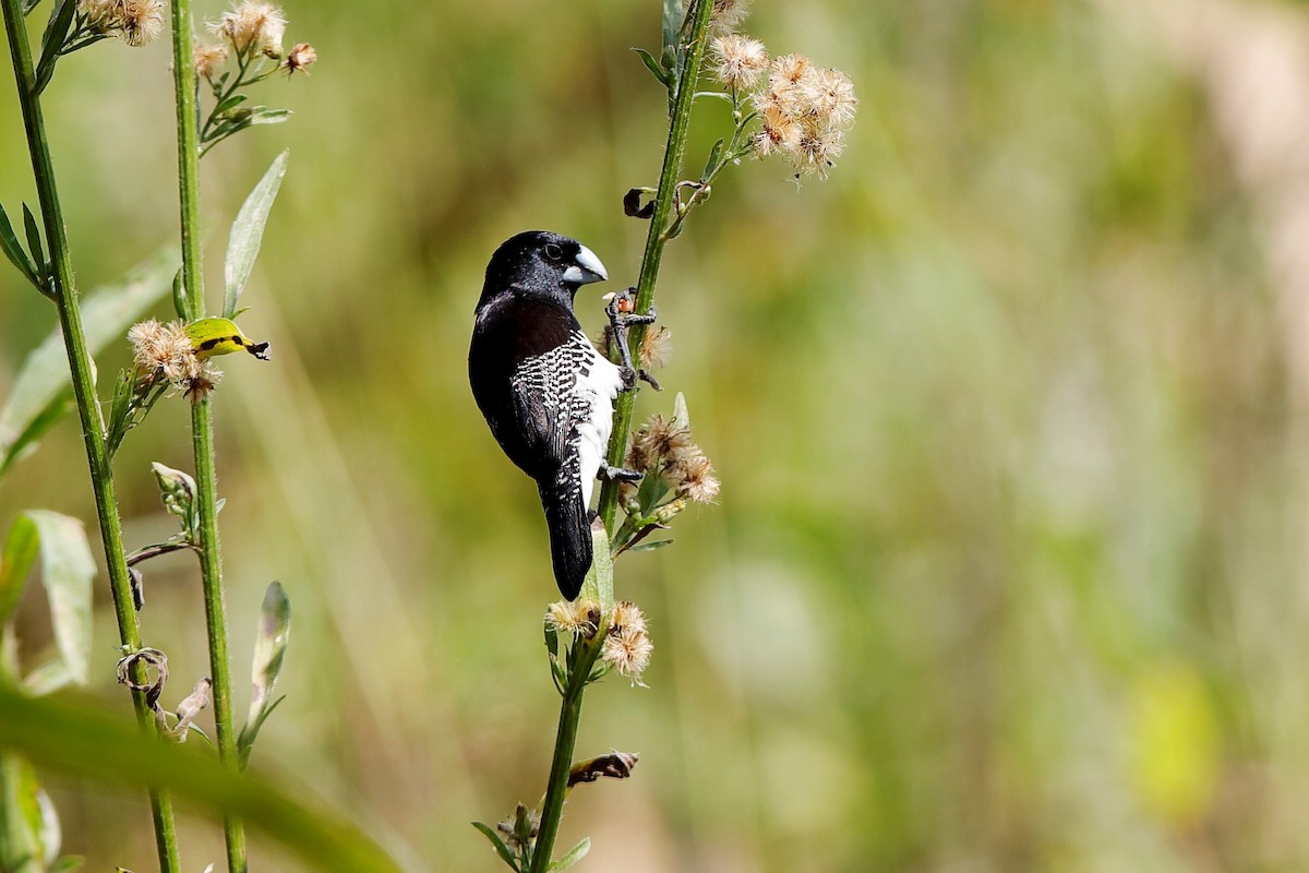 svartryggmannikin (bicolor/poensis) - ML204295121