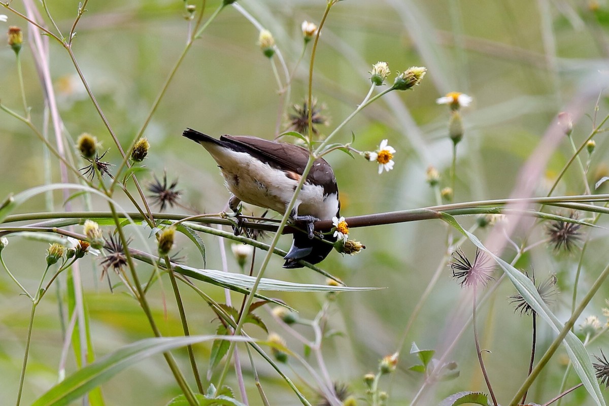 Magpie Mannikin - Holger Teichmann