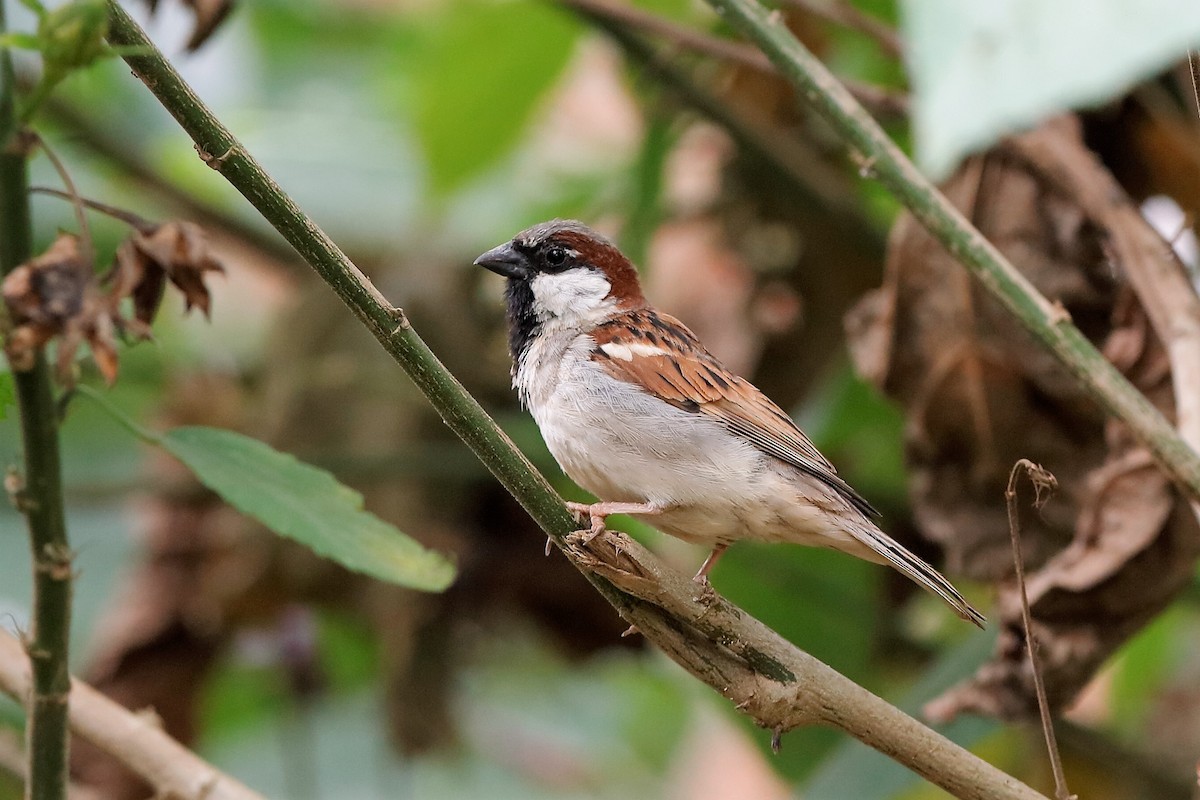 House Sparrow - ML204295151