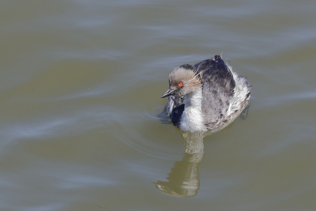 Silvery Grebe (Patagonian) - ML204295481