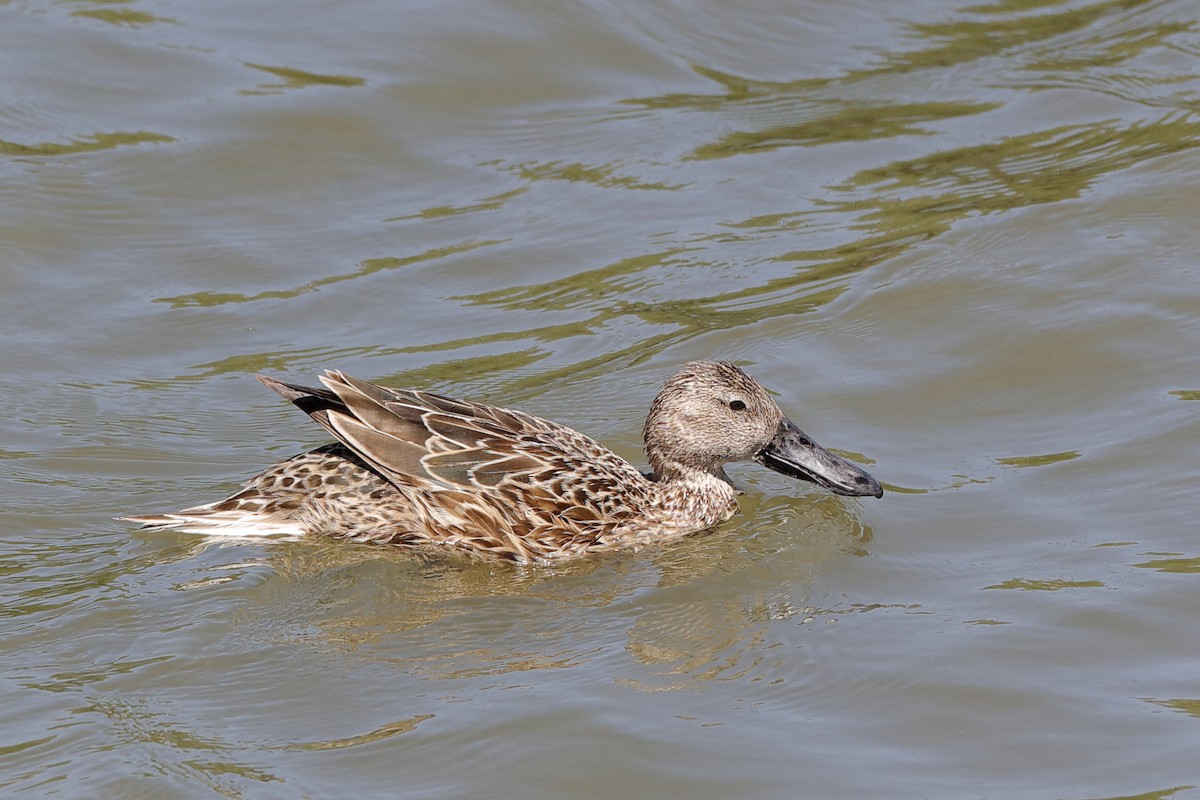 Red Shoveler - ML204295501