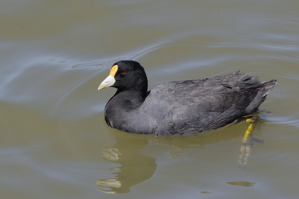 White-winged Coot - ML204295521