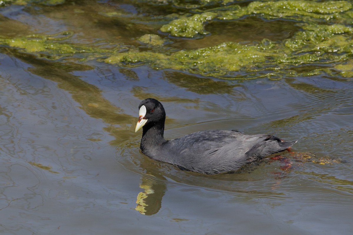 Red-gartered Coot - Holger Teichmann